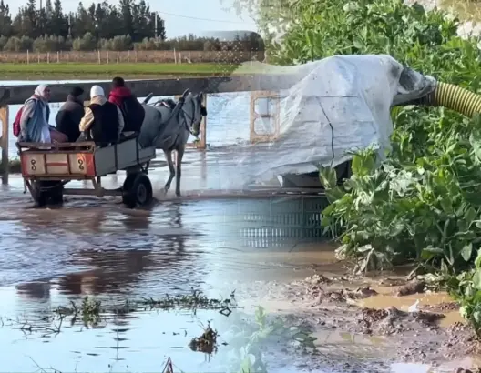 “غيث” الأمطار ينهي عجاف السنين بدكالة وخسائر تضع الفلاحين أمام اختبار مواجهة الأمراض الفطرية