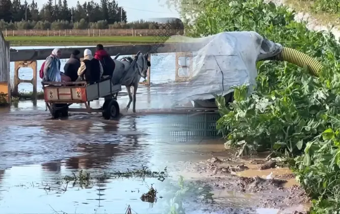 “غيث” الأمطار ينهي عجاف السنين بدكالة وخسائر تضع الفلاحين أمام اختبار مواجهة الأمراض الفطرية