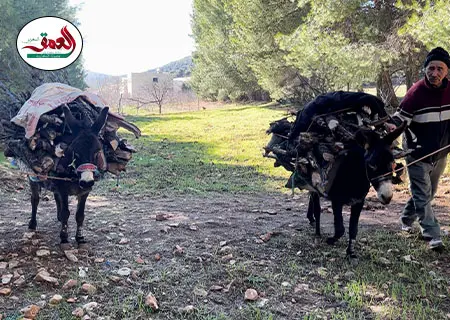 غلاء حطب التدفئة يعمق معاناة القرويين نواحي إفران