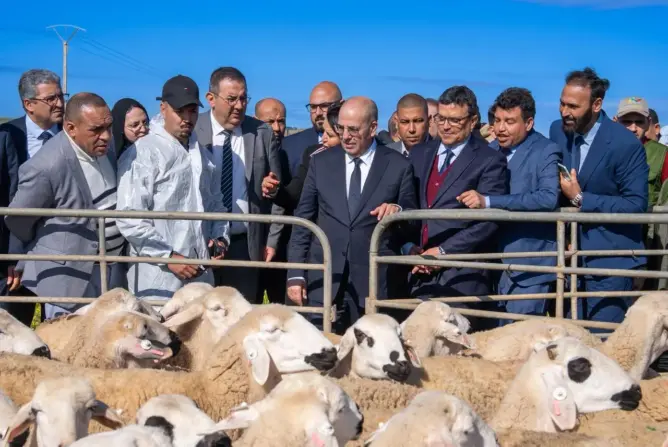 وزير الفلاحة يطلق مشاريع تضامنية لتربية الماشية والزراعة الغابوية بإقليم الرحامنة