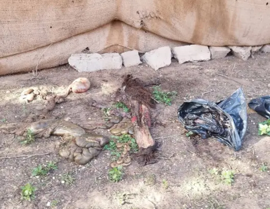 بقايا حمير مذبوحة تستنفر سلطات اشتوكة آيت باها وتثير رعب الساكنة