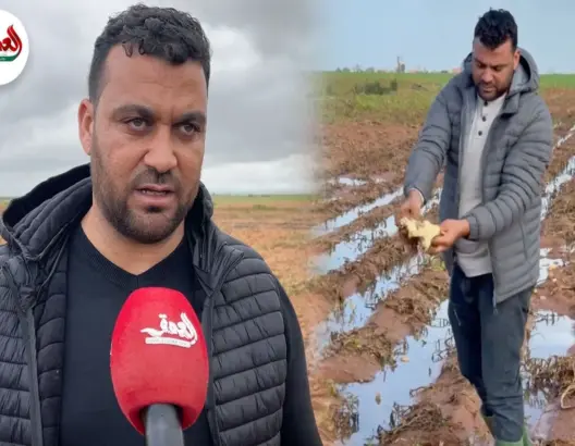 فلاح يكشف تضرر محصول البطاطس بالأمطار ويرد على انتقادات الأسعار