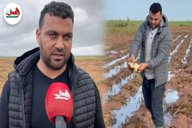 فلاح يكشف تضرر محصول البطاطس بالأمطار ويرد على انتقادات الأسعار