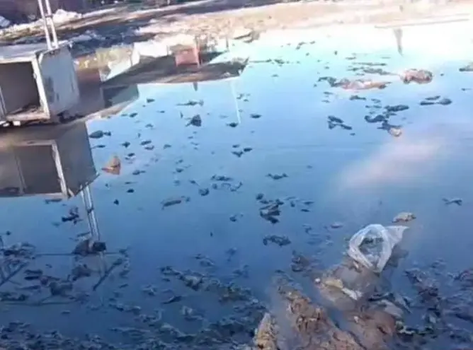 برك طينية وكلاب ضالة تحاصران سوق “رأس العين” باليوسفية.. ومطالب عاجلة بالتدخل