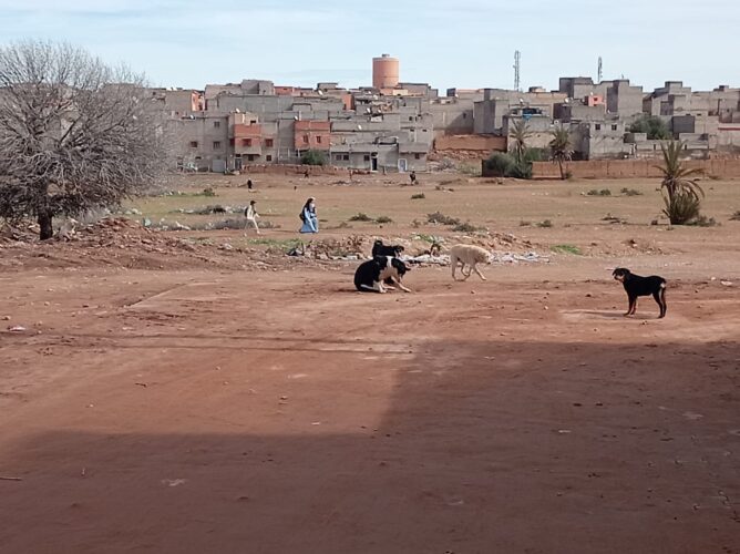 رعب "الكلاب الضالة" يحاصر حي العسيري بتمصلوحت.. وتلميذة تنجو بأعجوبة
