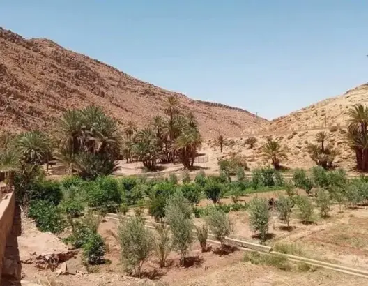 الاستفزازات الجزائرية تسائل الحكومة حول حماية الحقوق التاريخية بالحدود الشرقية