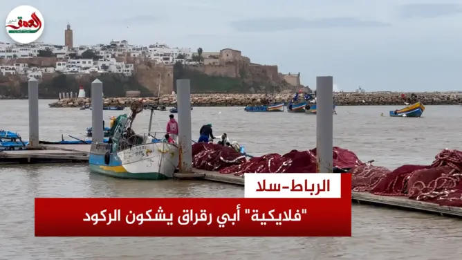 “فلايكية” أبي رقراق يشكون تراجع النشاط وغياب البنية التحتية