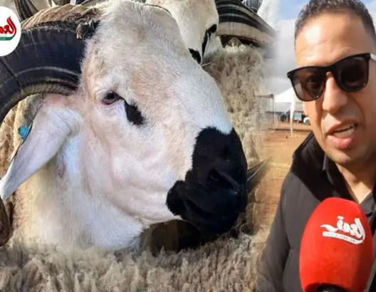 كساب يدعو لتسقيف أسعار الأعلاف