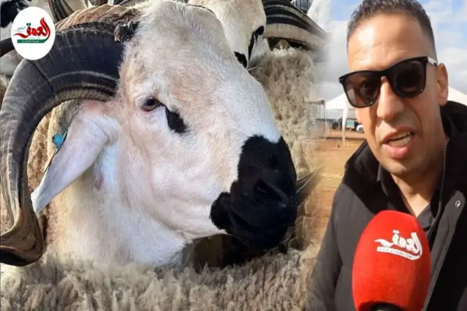 كساب يدعو لتسقيف أسعار الأعلاف