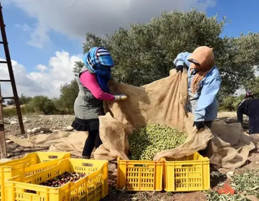 بحث أكاديمي يكشف تأثير “توقيت الحصاد” على خصائص الزيوت المستخرجة من أصناف مغربية وإيطالية