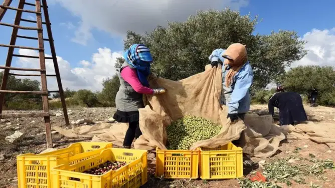 بحث أكاديمي يكشف تأثير “توقيت الحصاد” على خصائص الزيوت المستخرجة من أصناف مغربية وإيطالية