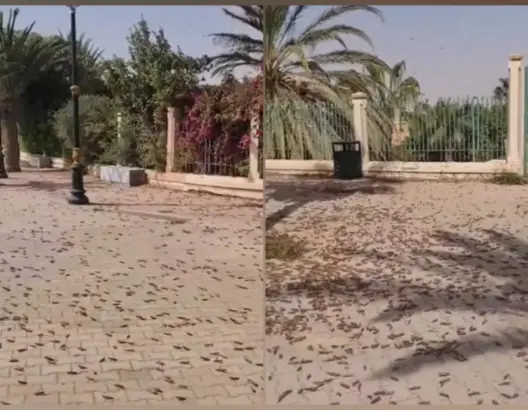 مخاوف من كارثة زراعية.. أسراب مليونية من الجراد الصحراوي تغزو العيون وسط صمت رسمي