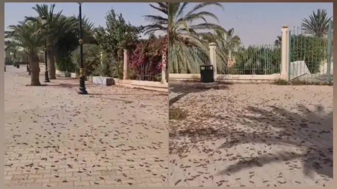 مخاوف من كارثة زراعية.. أسراب مليونية من الجراد الصحراوي تغزو العيون وسط صمت رسمي