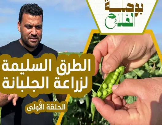 “بوصلة الفلاح” ح(1).. نصائح مهمة لزراعة الجلبانة