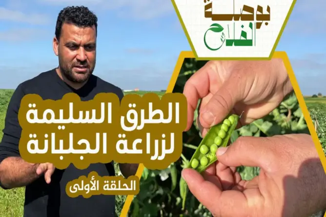 “بوصلة الفلاح” ح(1).. نصائح مهمة لزراعة الجلبانة