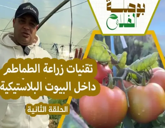 بوصلة الفلاح: مراحل زراعة الطماطم داخل البيوت البلاستيكية (ح2)