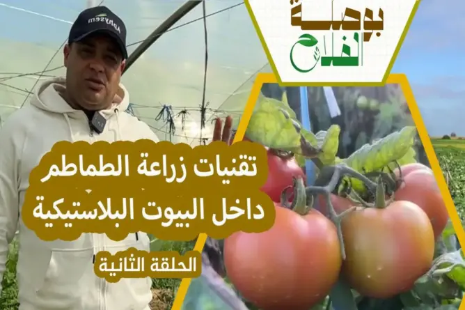 بوصلة الفلاح: مراحل زراعة الطماطم داخل البيوت البلاستيكية (ح2)