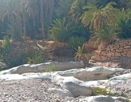 الجفاف والفيضانات يحولان واحة “امتزكين” بطاطا من جنة النخيل إلى أطلال