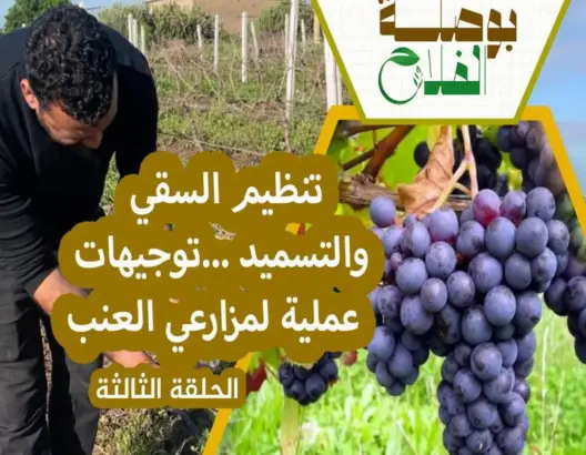 بوصلة الفلاح (3): خطوات لتفادي أمراض العنب ورفع المردودية