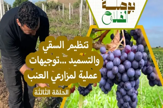 بوصلة الفلاح (3): خطوات لتفادي أمراض العنب ورفع المردودية