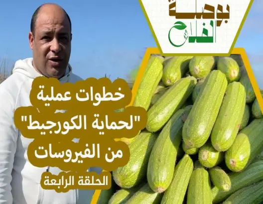 بوصلة الفلاح(ح4) | أسرار زراعة “الكورجيط “
