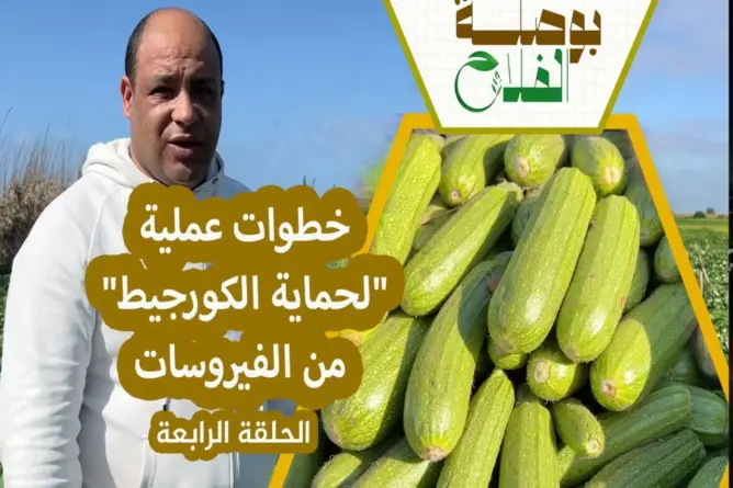 بوصلة الفلاح(ح4) | أسرار زراعة “الكورجيط “