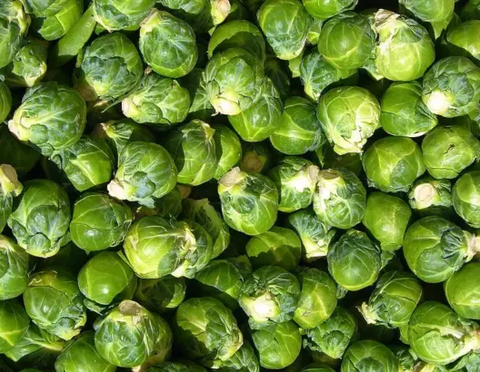 كرنب بروكسل