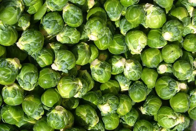 كرنب بروكسل