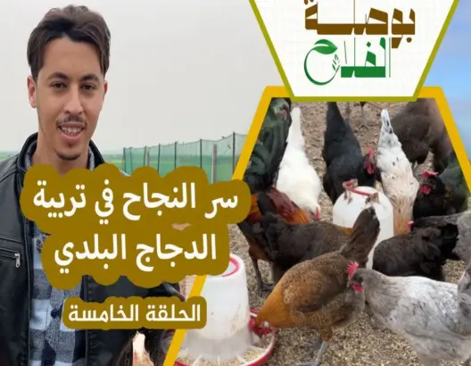 بوصلة الفلاح(ح5).. مشروع تربية الدجاج البلدي