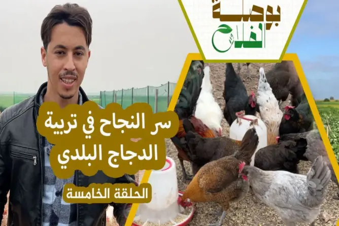 بوصلة الفلاح(ح5).. مشروع تربية الدجاج البلدي