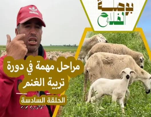 بوصلة الفلاح (ح6) من الفطام إلى التسمين