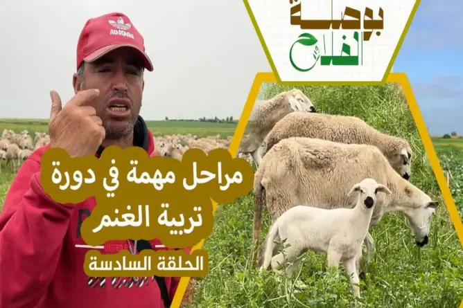 بوصلة الفلاح (ح6) من الفطام إلى التسمين