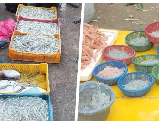 “الشنكيطي” يشعل الجدل بأسواق الشمال.. مختصون: جريمة بيئية واستنزاف لمخزون السمك (صور)