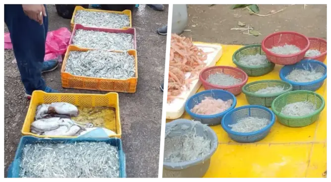 “الشنكيطي” يشعل الجدل بأسواق الشمال.. مختصون: جريمة بيئية واستنزاف لمخزون السمك (صور)