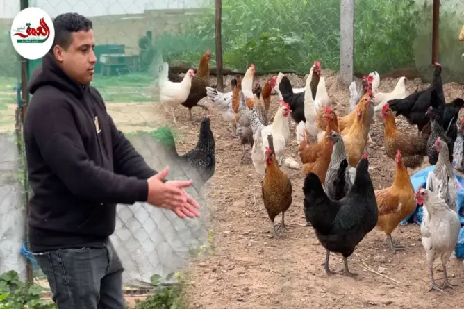 سيدي بنور.. مجاز يتحدى البطالة عبر مشروع تربية الدواجن ويوفر فرص شغل للشباب