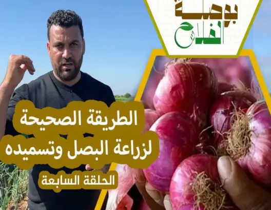 بوصلة الفلاح(ح7).. أسرار زراعة وتسميد البصل لتفادي الأمراض وزيادة الإنتاج