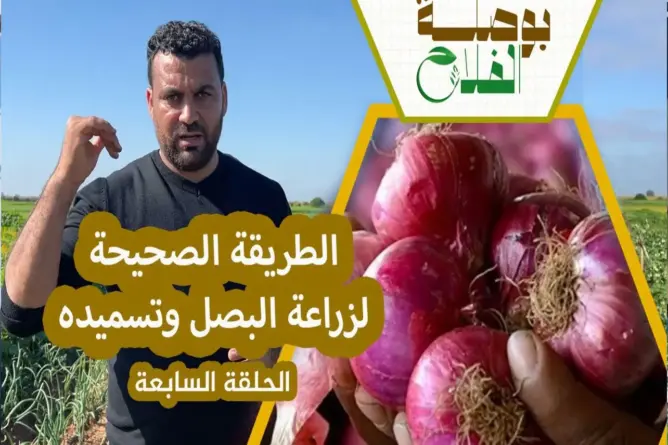 بوصلة الفلاح(ح7).. أسرار زراعة وتسميد البصل لتفادي الأمراض وزيادة الإنتاج