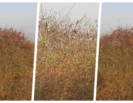 أسراب من الجراد الصحراوي تصل إلى زاكورة.. وفلاحون في حالة تأهب
