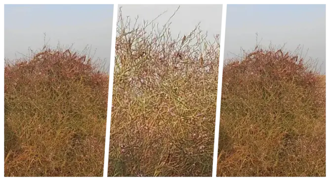 أسراب من الجراد الصحراوي تصل إلى زاكورة.. وفلاحون في حالة تأهب