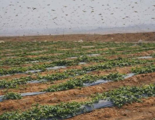 تدخل لمكافحة الجراد بعد رصد أسراب بعدد من جماعات إقليم زاكورة