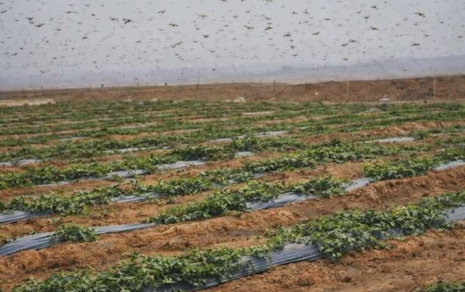 تدخل لمكافحة الجراد بعد رصد أسراب بعدد من جماعات إقليم زاكورة