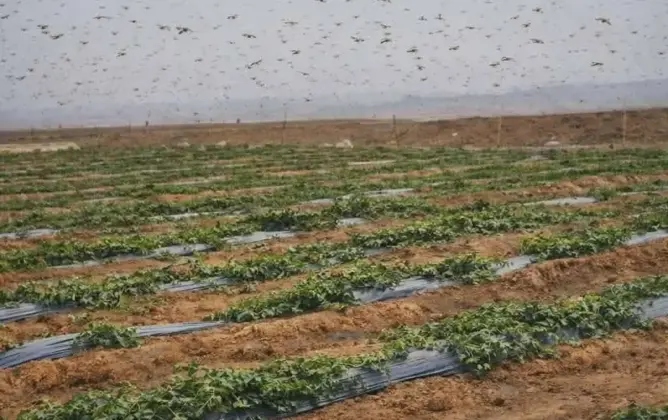 تدخل لمكافحة الجراد بعد رصد أسراب بعدد من جماعات إقليم زاكورة