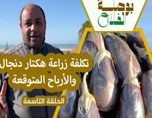 بوصلة الفلاح.. محصول صبار وربح مضمون (ح9)