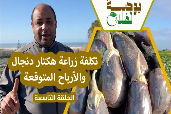 بوصلة الفلاح.. محصول صبار وربح مضمون (ح9)
