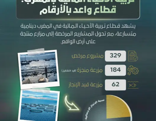تربية الأحياء المائية بالمغرب.. قطاع واعد بالأرقام