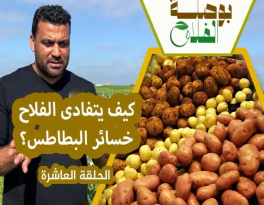 بوصلة الفلاح(ح10).. كيف يرفع الفلاح مردودية البطاطس؟