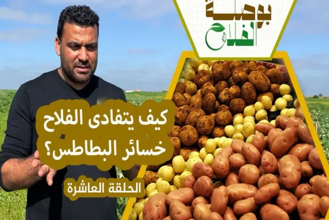 بوصلة الفلاح(ح10).. كيف يرفع الفلاح مردودية البطاطس؟