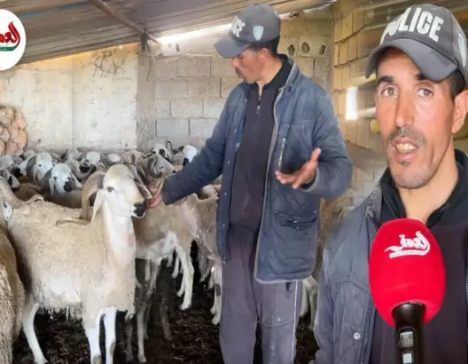 وفرة في القطيع وأسعار من 6000 درهم