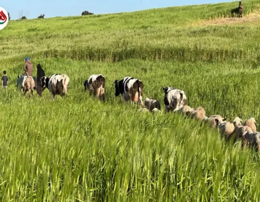 المراعي الخضراء تنعش الأمال بأولاد رحمون
