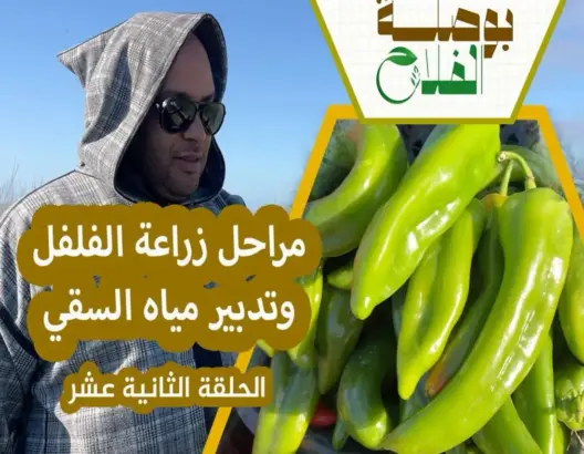 بوصلة الفلاح (12): أسرار زراعة “الفلفل”